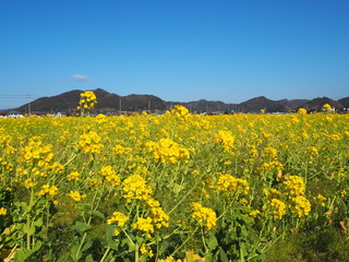 the beautiful canola flowers garden