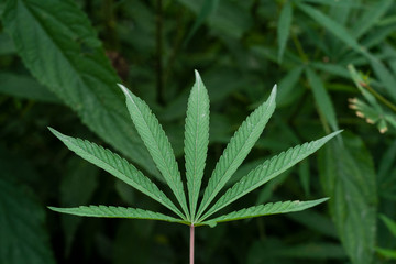 Cannabis sativa green leaves close up in blur background 