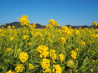 the beautiful canola flowers garden