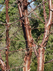 Tronc et écorce d'érable à écorce de papier (Acer griseum)   