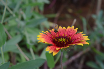 nectar  bee on flower
