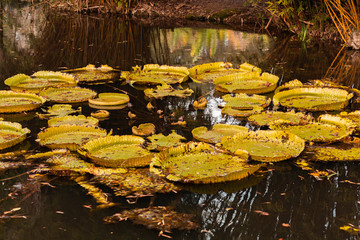 Giant Water-lily pond plant