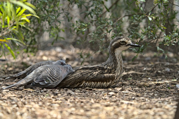 A bush thick knee being groomed by two other birds