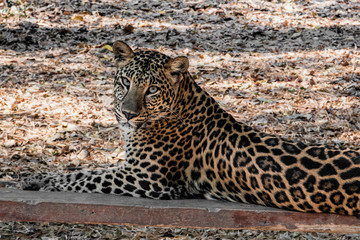Leopard resting on the edge of the jungle