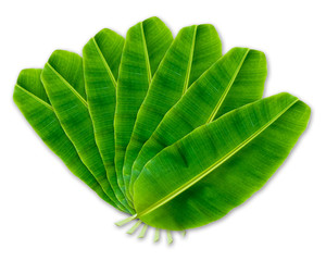 banana leaf isolated on white background, File contains a clipping path.