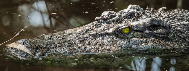 Fototapeta premium Large crocodile in a tropical river