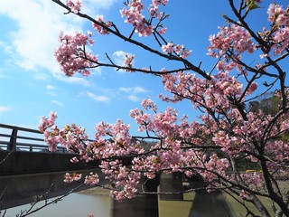 the beautiful cherry blossoms in JAPAN