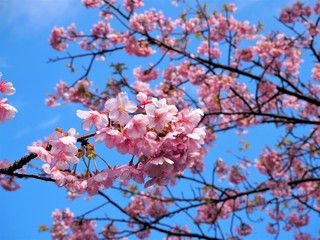 the beautiful cherry blossoms in JAPAN