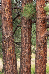 Ponderosa Pines in Central Oregon