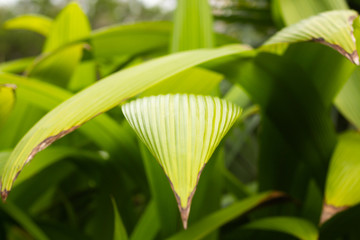 Wild palm grass plant