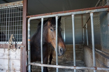 close-up of horses in the stable
