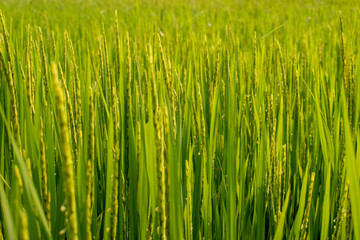 Green rice field.Rice during pregnancy. Rice during the period of rice milk production.
