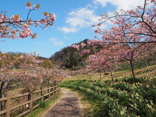 the beautiful cherry blossoms in JAPAN