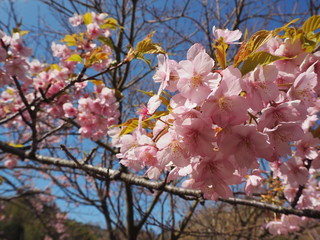 the beautiful cherry blossoms in JAPAN