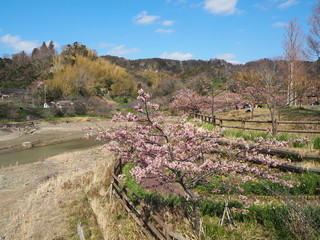 the beautiful cherry blossoms in JAPAN