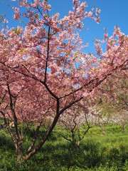 Fototapeta premium the beautiful cherry blossoms in JAPAN