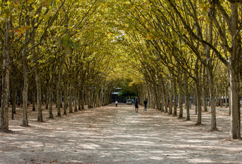 Public garden along Place des Quinconces, Bordeaux France, with a canopy of green trees.
