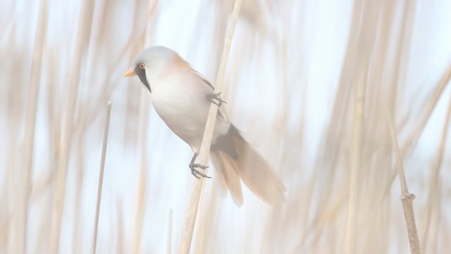 mustachioed tit sits on a thin reed