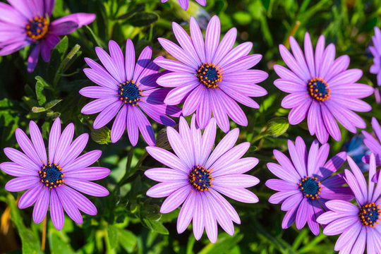 Beautiful flowering bush of Osteospermum. The magenta-lilac color petal flowers in shallow depth of field. They are known as the daisybushes or African daisies, South African daisy and Cape daisy.