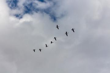 A school of flying geese