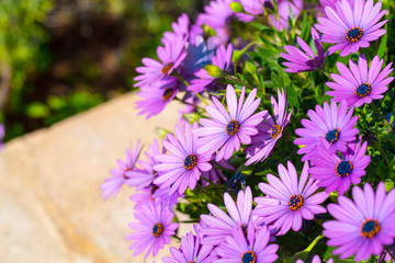 Beautiful flowering bush of Osteospermum. The magenta-lilac color petal flowers in shallow depth of field. They are known as the daisybushes or African daisies, South African daisy and Cape daisy. - 328459516