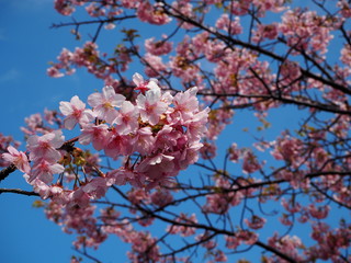 the beautiful cherry blossoms in JAPAN