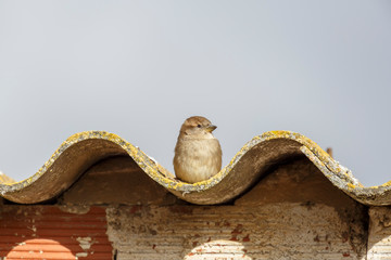 Passer domesticus. Gorrión común, hembra, posada en el borde del tejado.