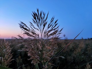 joshua tree and blue sky