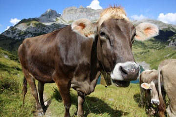 Fototapeta na wymiar Kuh in den Berner Alpen. Schweiz