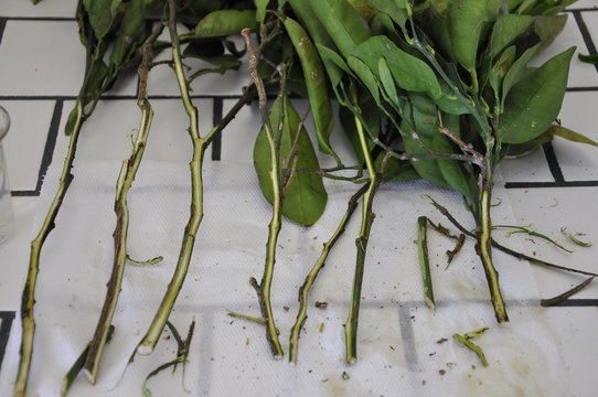 Orange sprigs affected by the pathogen mal secco (Phoma tracheiphila)