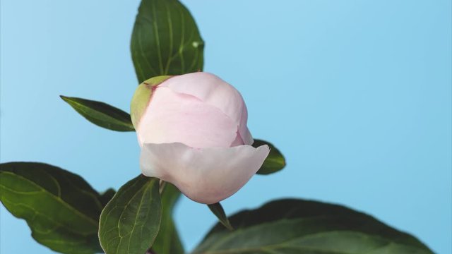 Timelapse of Blooming Pink Peony Outdoors. Flower Opening Backdrop.