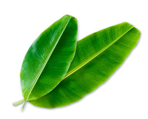 Fototapeta premium banana leaf isolated on white background, File contains a clipping path. natural green banana leaf fresh