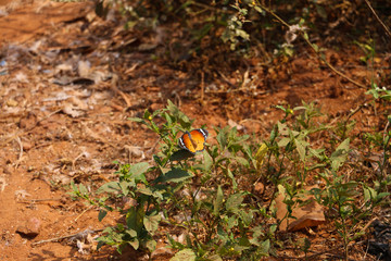 Monarch butterfly