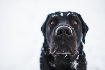 Big black nose of a beautiful Labrador on white snow