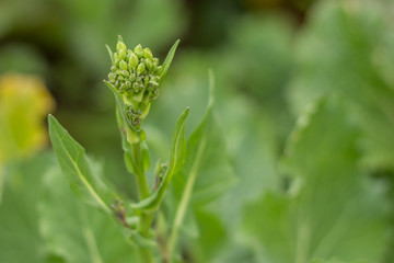 The organic cultivation of turnip broccoli