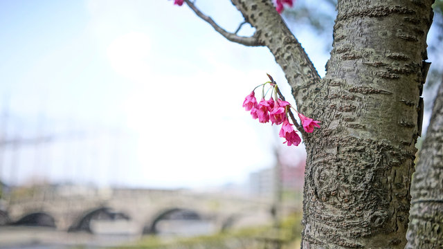 9 115 件の最適な 桜の幹 画像 ストック写真 ベクター Adobe Stock 9 115 件の最適な 桜の幹 画像 ストック写真 ベクター Adobe Stock