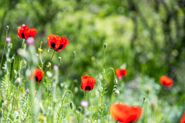 Fototapeta premium Wild red poppy flowers on a field