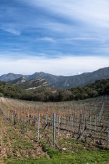 Bare vineyards and mountains make the beautiful scenary in the north of Corsica as winter is ending