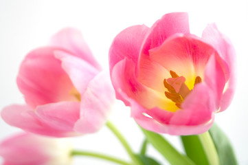 Spring flowers. Pink blooming tulips close up.