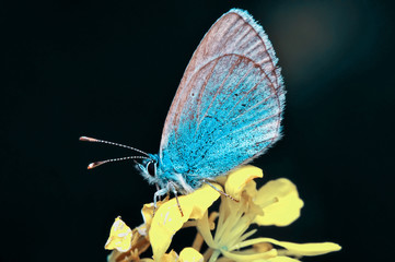 Closeup beautiful butterfly sitting on the flower.