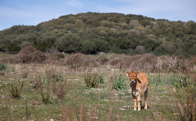 A Calf wondering in the Corsican Maquis