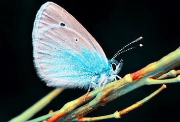 Closeup beautiful butterfly sitting on the flower.