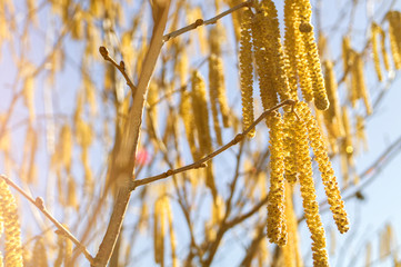 birch blossom on a Sunny spring day.