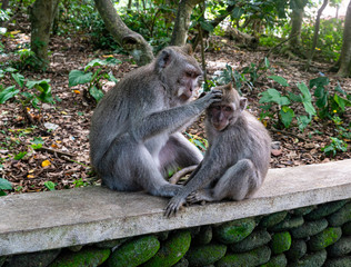 Naklejka na ściany i meble balinese long-tailed monkey (macaca fascicularis) playing around and scratching each other in the Sacred Monkey Forest in Ubud, Bali, Indonesia