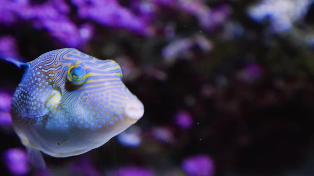 Close up of colorful pufferfish floating slowly