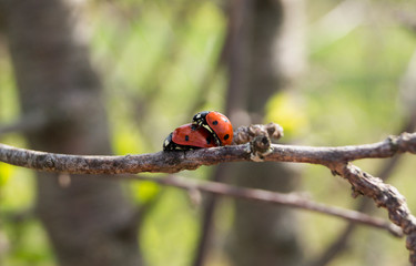 two ladybugs make love on a tree branch.