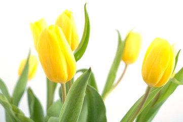 yellow tulips on a white background.