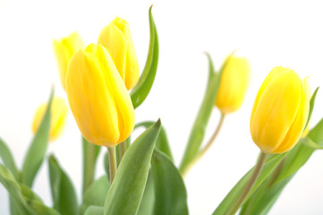 Fototapeta premium yellow tulips on a white background.