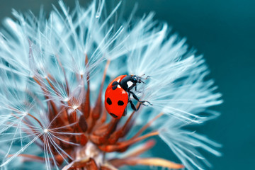 Beautiful ladybug on leaf defocused background