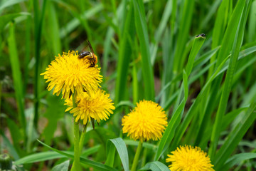 Blooming yellow dandelions with bee. Spring meadow of yellow dandelions.